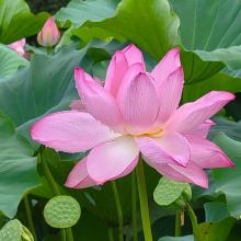 花田
