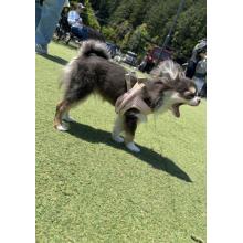 うわぁぁぁぁぁぁ
